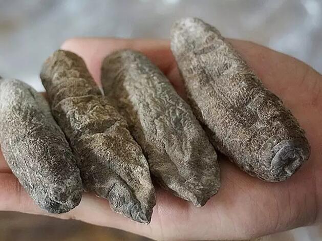 海参也有很多种,全世界所有可以吃的海参