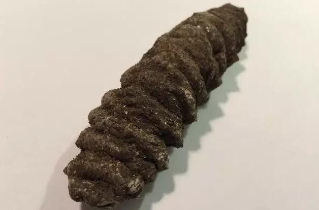 海参也有很多种,全世界所有可以吃的海参