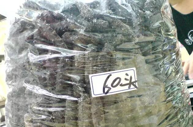 带您了解世界海参,你知道全球有多少种鲨鱼吗