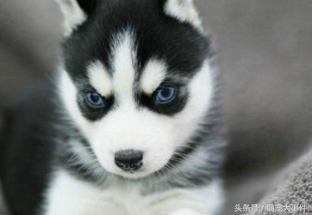 哈士奇头顶三把火传说,哈士奇头顶三把火混一起的不纯吗