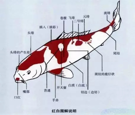 一条50斤的锦鲤市场价卖到近50万,一条锦鲤卖出一千五百万