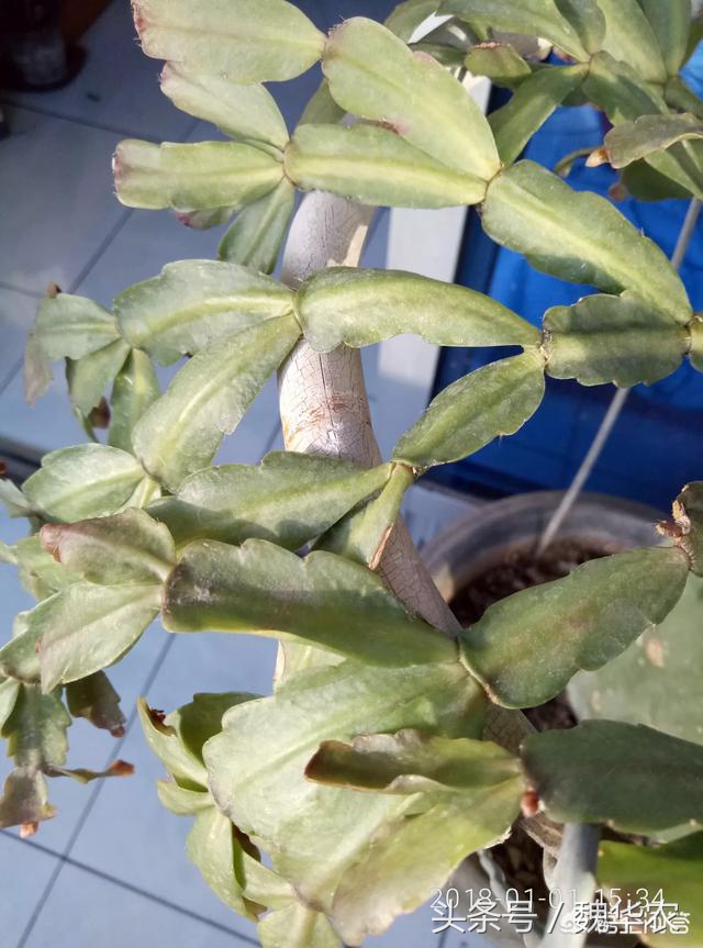 仙人掌嫁接蟹爪兰怎么知道活了,仙人掌嫁接仙人指枝条不够咋办