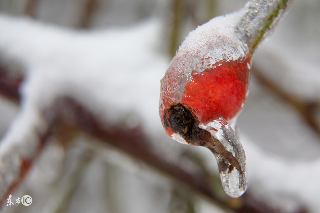 下雪天植物怎样防冻,下雪天月季怎么办