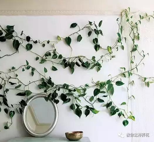 绿萝扎根绳子的方法,绿萝绑棕柱上叶子能长大吗