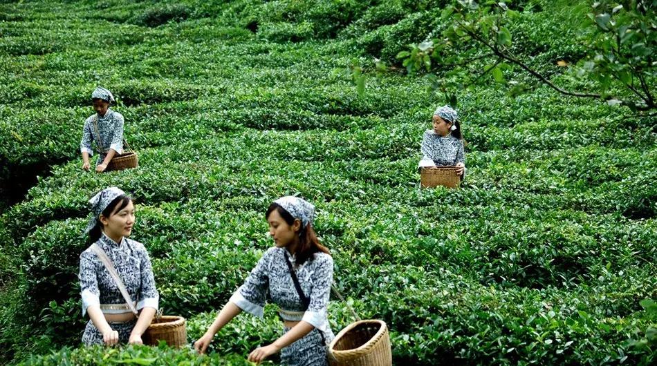 世界上最顶级绿茶,上等极品好茶碧螺春