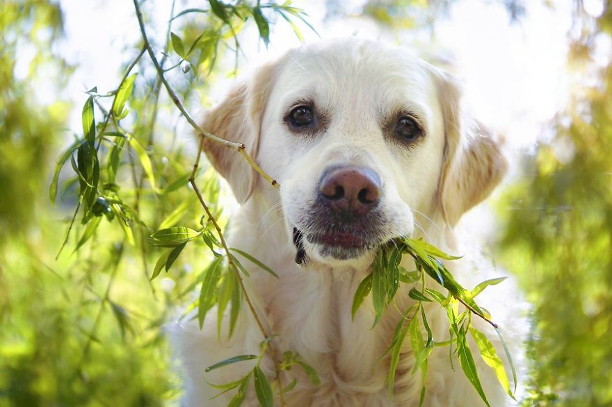 40多天的小金毛，总是喜欢随地大小便，主人该怎么办？