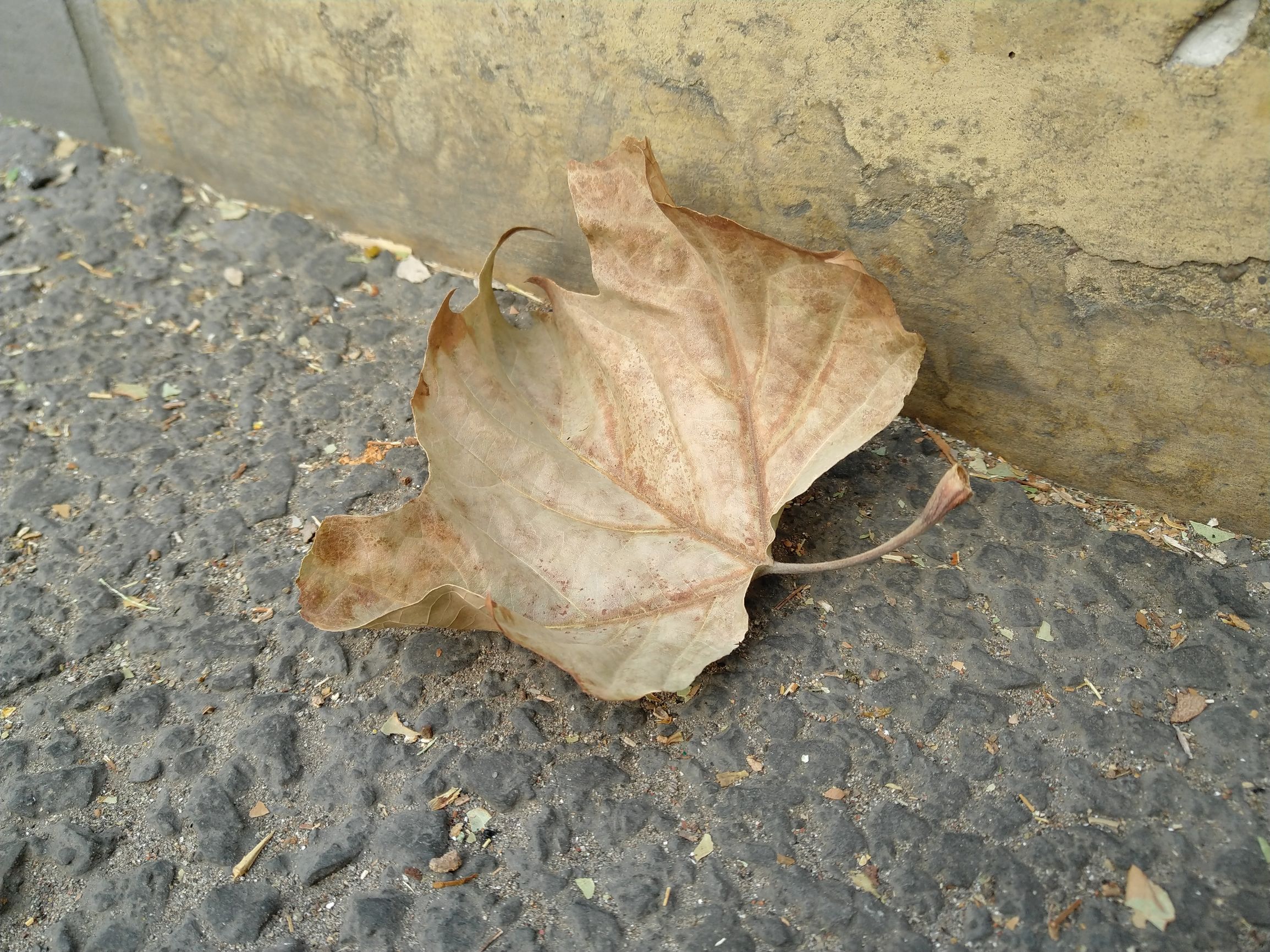 坚果pro2s换屏幕,坚果pro2拍照能力