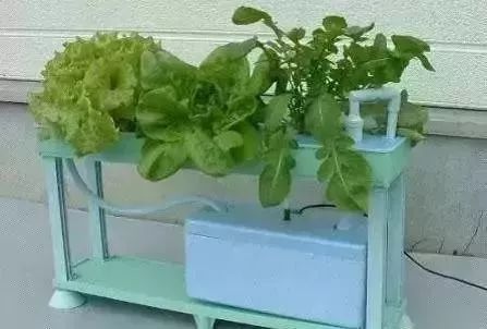 阳台种菜的方法和技巧大全集,阳台种菜的方法和步骤图