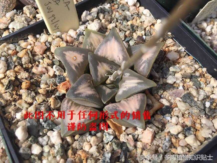 十二卷寿多肉养殖方法,十二卷寿的品种图鉴