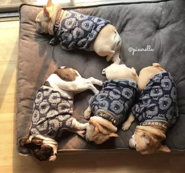 牛牛的睡姿,牛牛侧身睡觉好不好