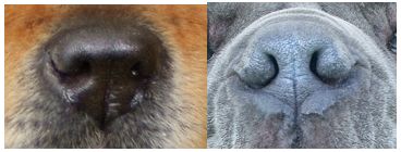 不可不知的动物有哪些,不可不知的狗狗保健常识