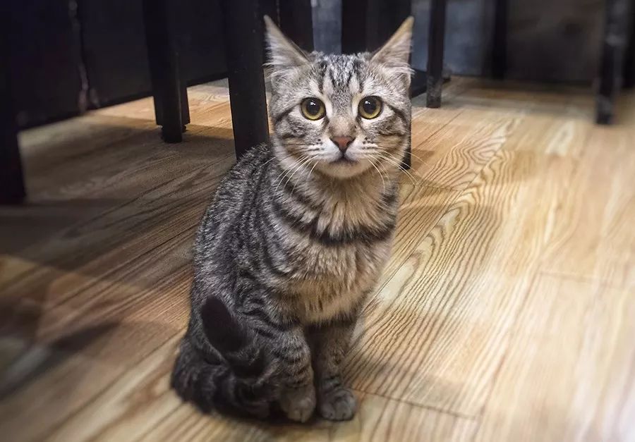 上海最好吃的辣肉面,上海最正宗辣肉面