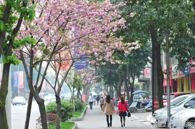 厉害了！金堂县又要火了，她即将代表中国走向世界！