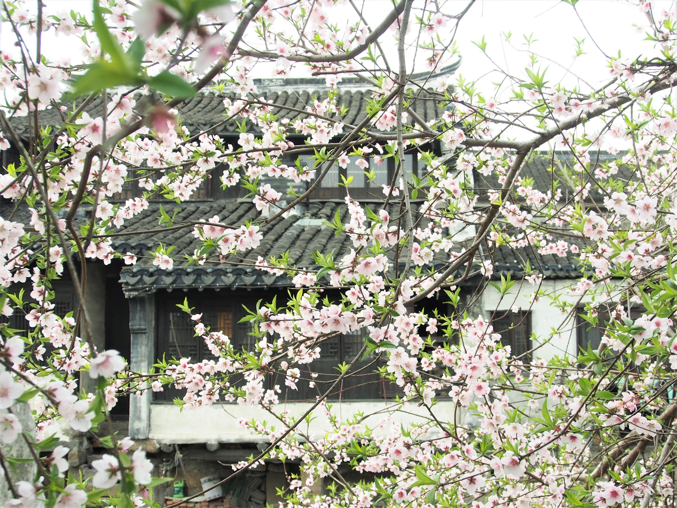 苏州相城沙溪古镇,苏州市沙溪古镇景区