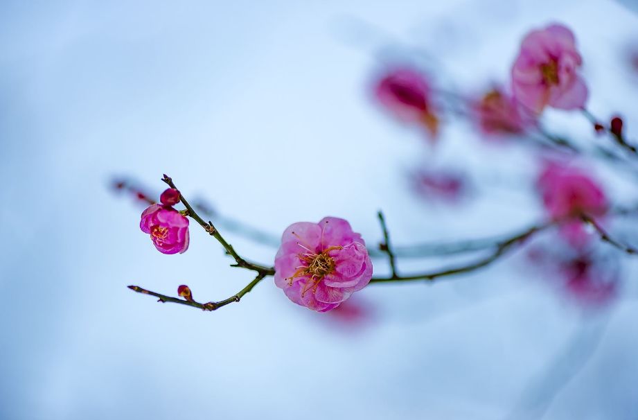 诗词喝火令词牌,诗词喝火令