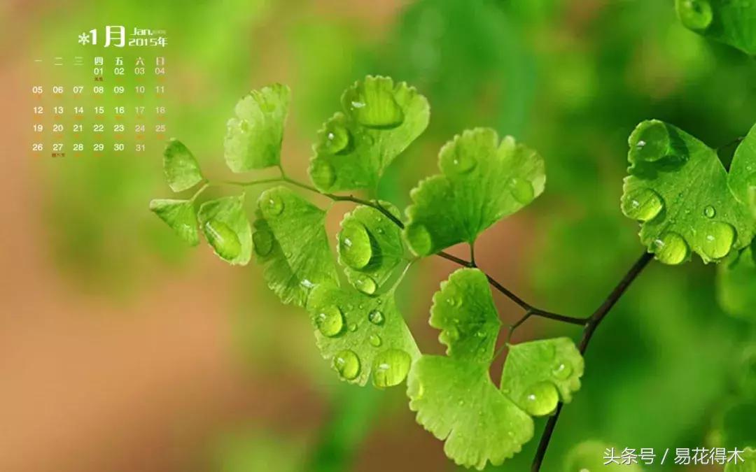 细叶铁线蕨介绍,少女发丝