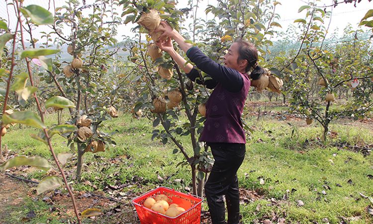 闲鱼年货节来啦!助农扶农,一起过个好年!