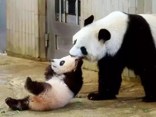我国国宝大熊猫被外国租借有多难,日本大熊猫悲惨生活