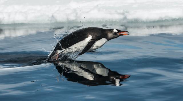 通往南极地下的水道,地球之极破冰船南极之旅
