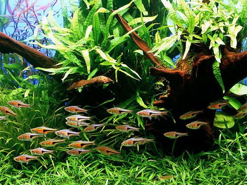 适合新手养的观赏鱼,适合新手养的淡水河豚