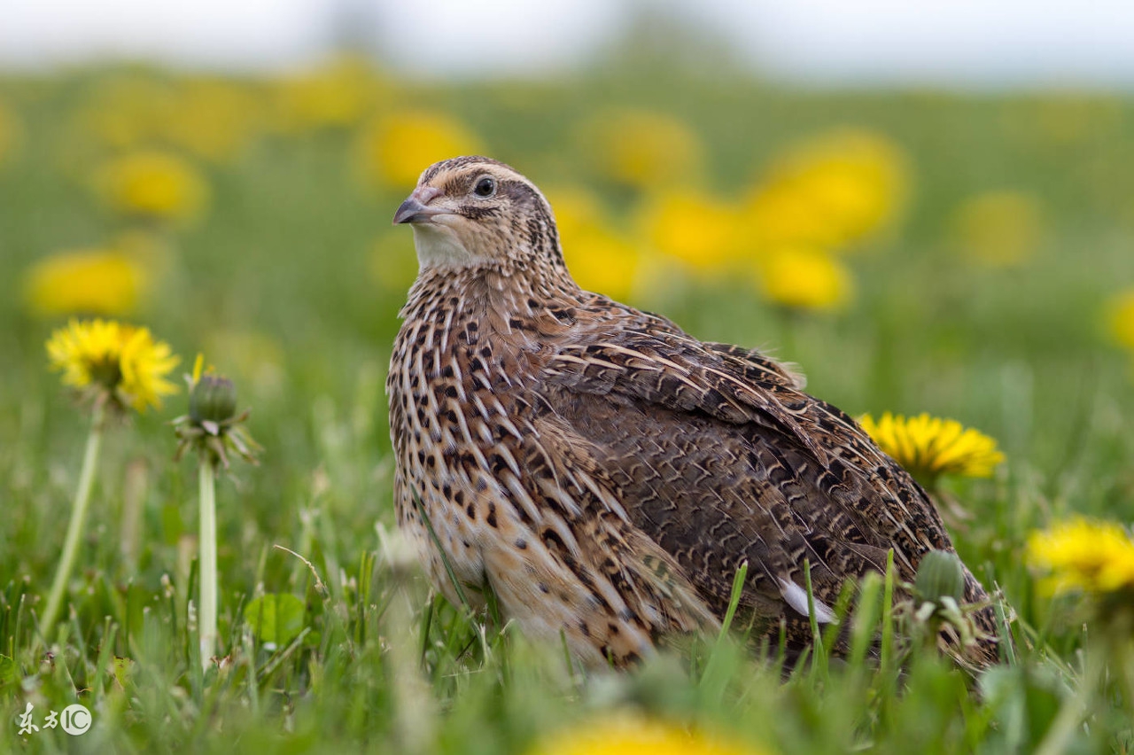 这种不善于飞行的笨鸟！养殖成本低，几种孵化方法，让效益翻倍！