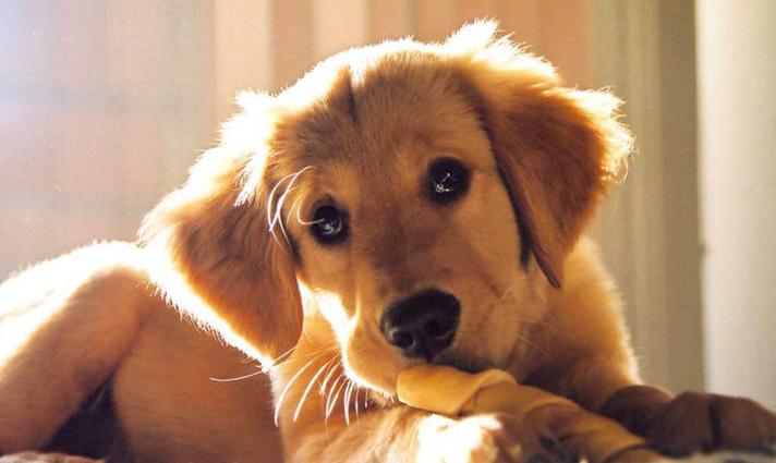 狗狗呕吐没精神一直趴着不吃不喝,狗狗呕吐黄色粘稠液体在家怎么治