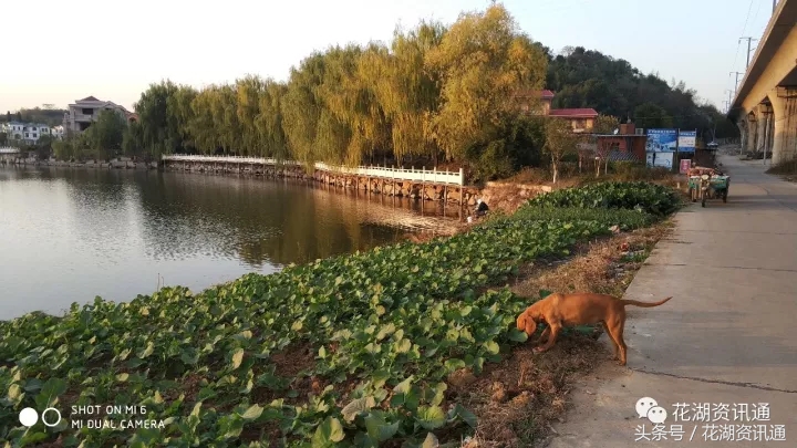 黄石新城公园,黄石公园黄石湖景区