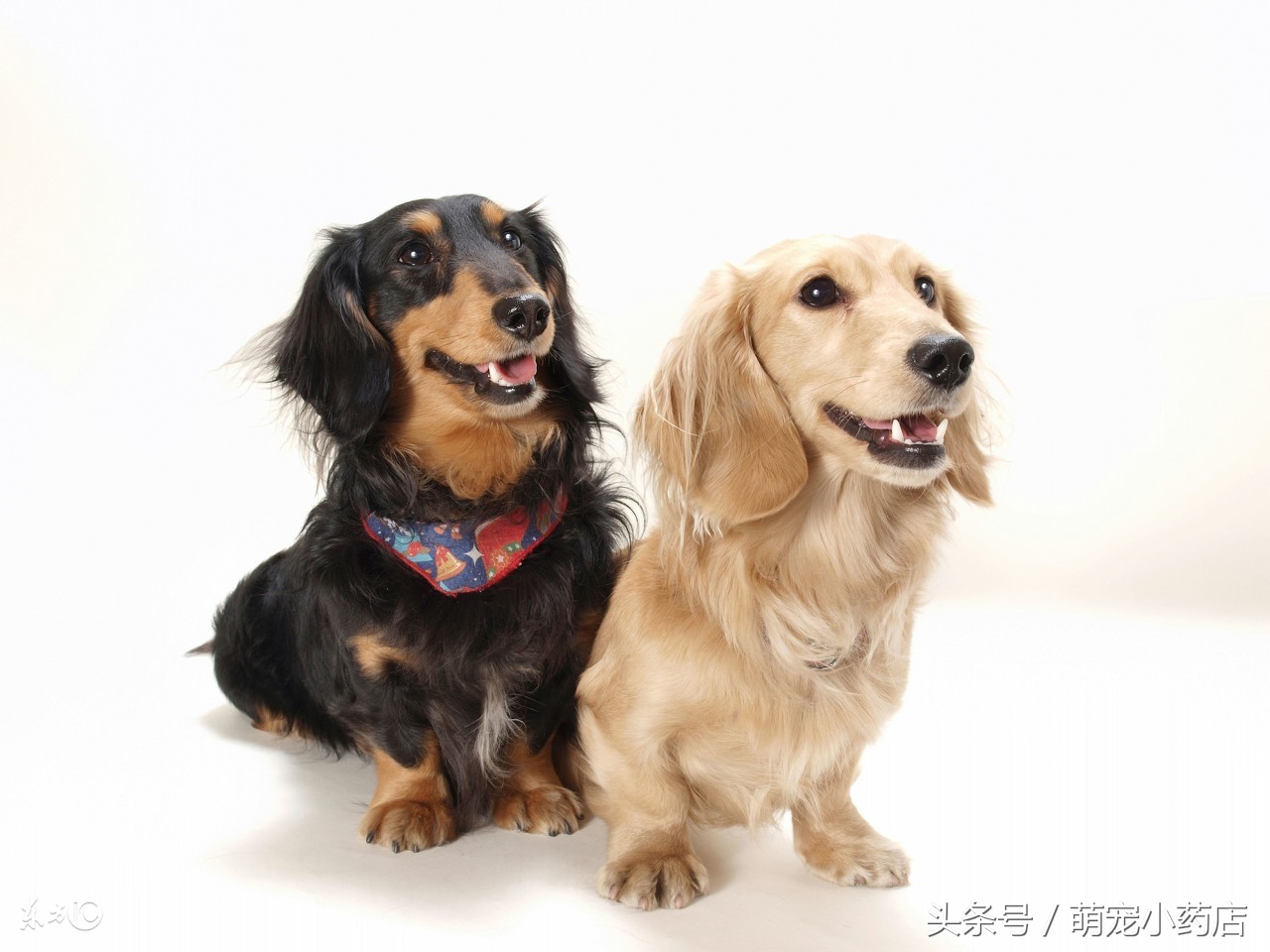 如果养狗一年能花多少钱,如果养狗你会选哪一只