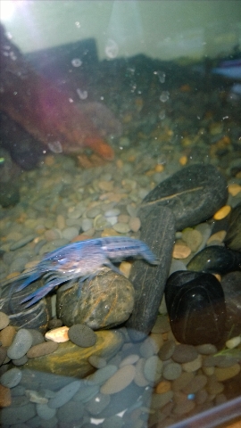 巨头蛋龟饲养环境造景,养龟养鱼生态缸