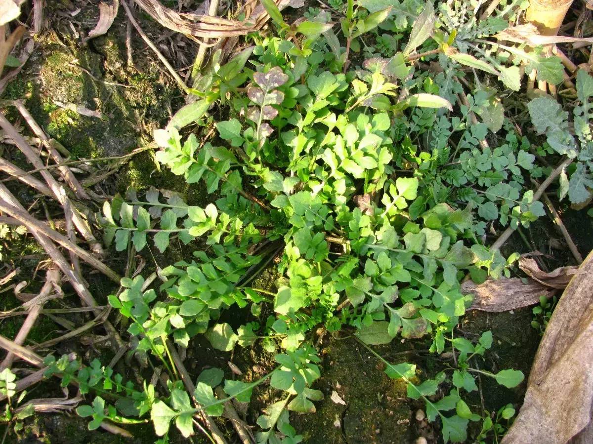 带你看看农村的野花野草,农村常见的野花野草全都认识