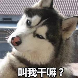 梦幻西游新神兽,梦幻西游神兽跟普通宠物对比