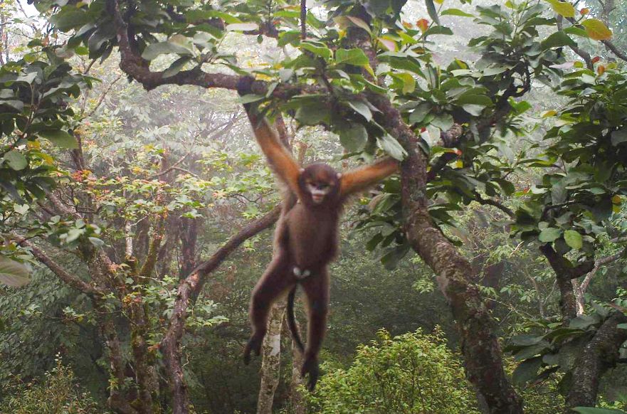 每只黔猴都需要一包“去污粉”