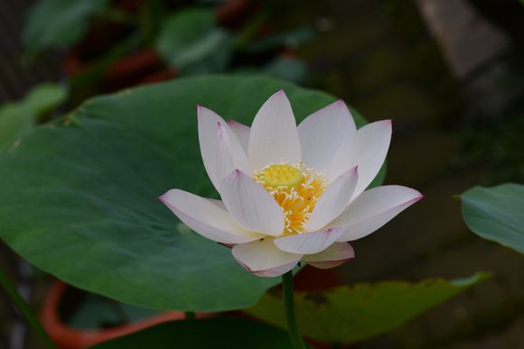 碗莲的正确种植方法和用什么肥,种植碗莲有机肥可以做底肥吗