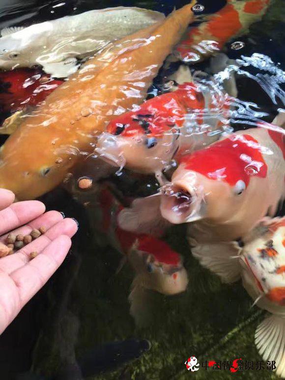 怎么才能和鱼的关系变好,怎么培养鱼