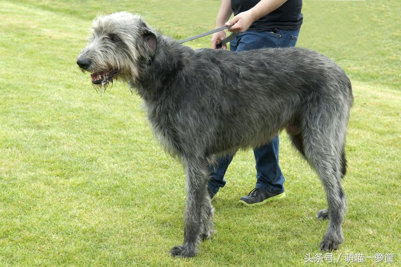 最聪明的中小型狗狗品种排行,攻击性最强的狗狗品种排名