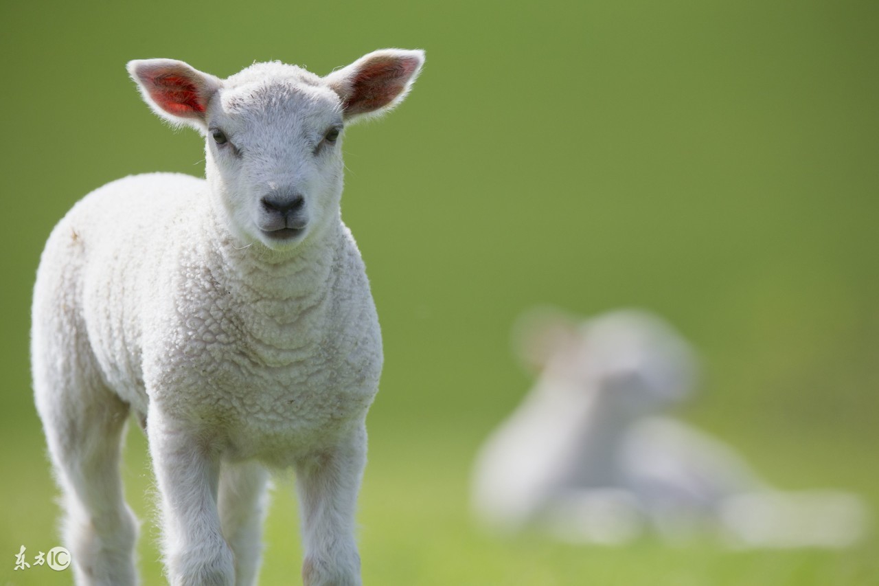 母羊难产人工助产需做好哪些措施,母羊难产掏小羊后母羊还能下羊吗