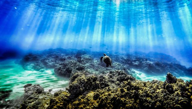 美娜多潜入深圳的海洋,新晋网红岛视频