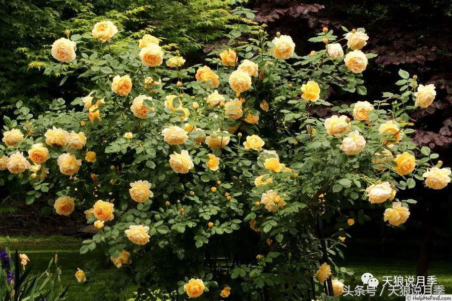 月季的各个品种都是怎样命名的,月季千千万万