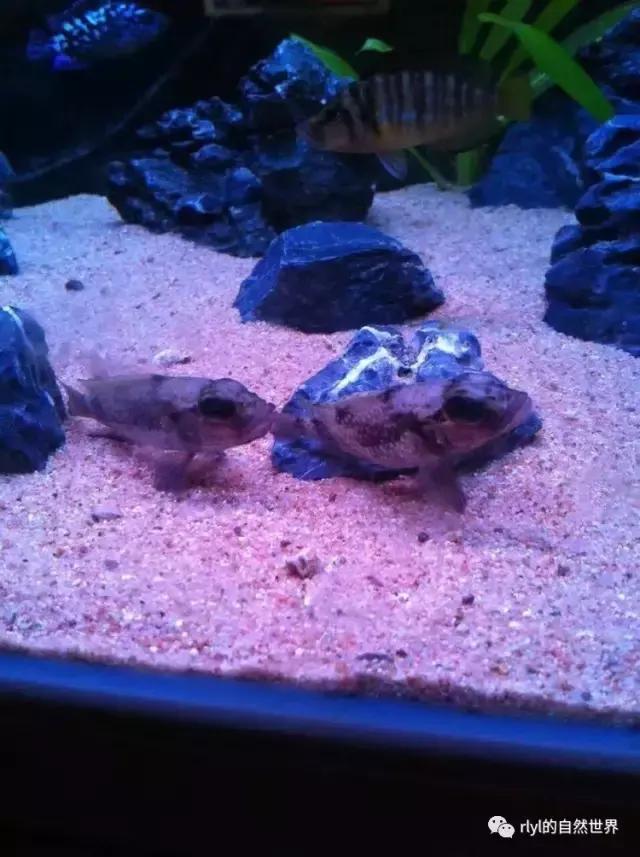 「鱼标本戏说非洲慈鲷」第二章：威严庄重的坦湖酋长——大型炮弹