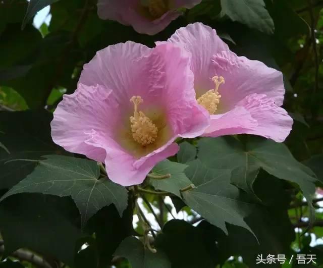 常见花卉盆栽图片大全及花名,常见园林花卉图片及名称简介