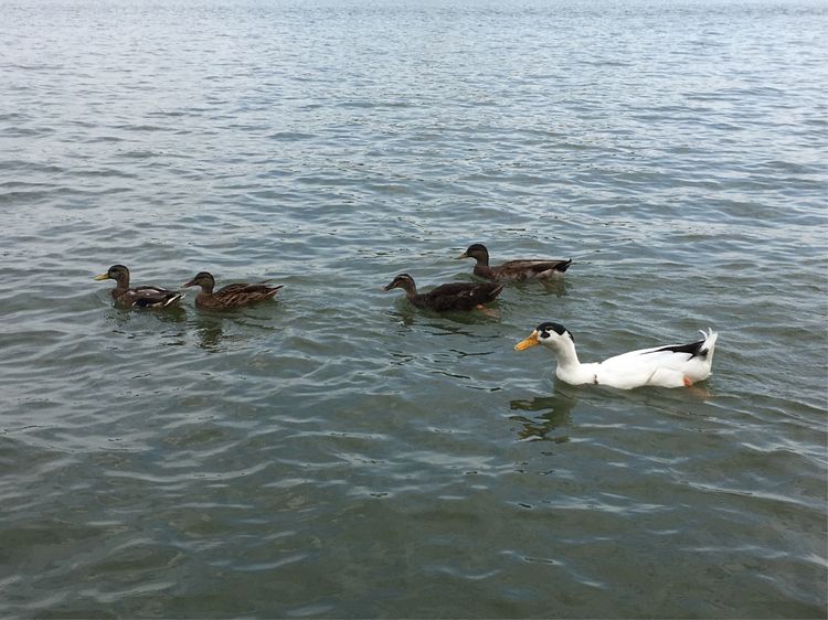 和小屁孩们一起出去玩的视频,和小屁孩玩的一天