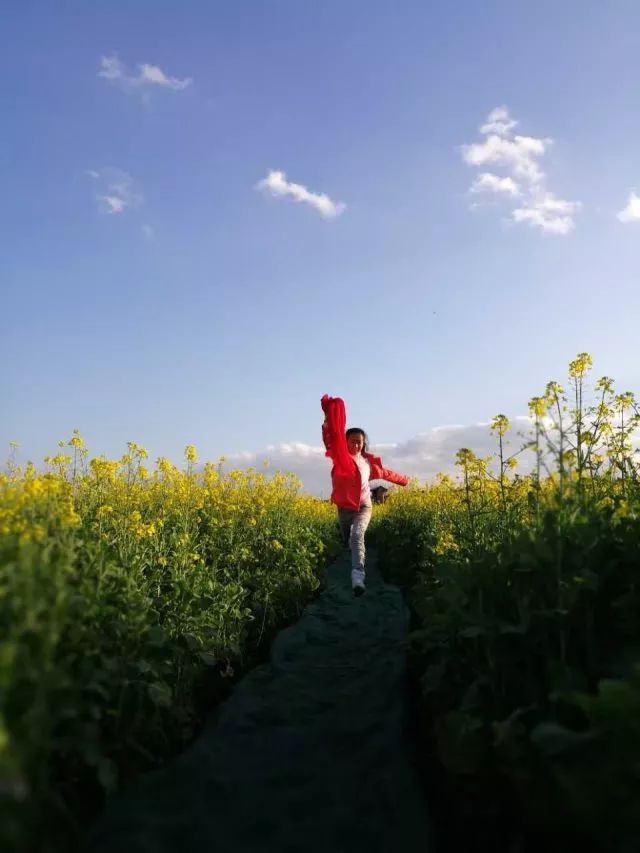 蒙自尼苏小镇油菜花,蒙自油菜花在尼苏小镇哪里
