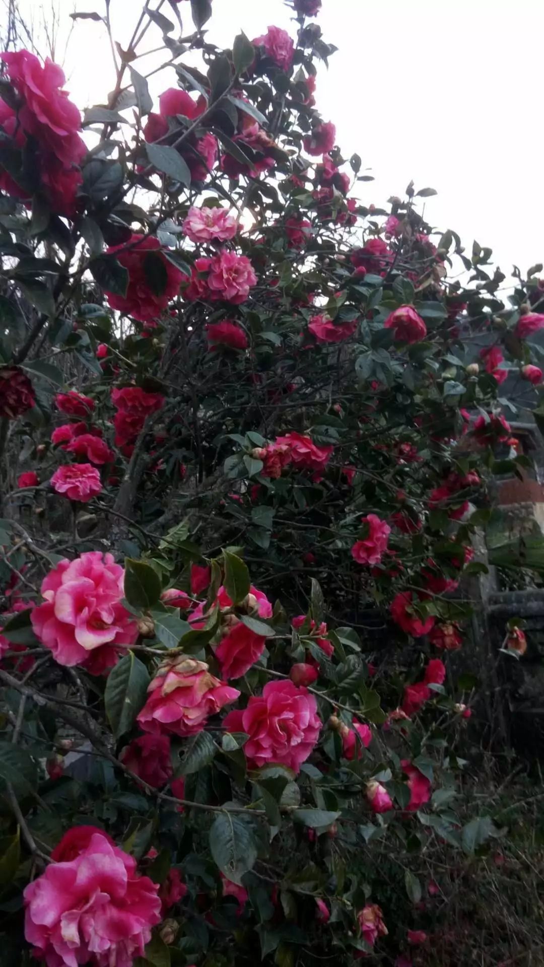 楚雄紫溪山山茶花开了吗,楚雄紫溪山茶花盛开的地方