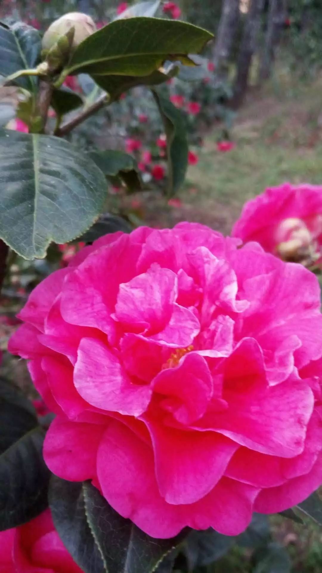 楚雄紫溪山山茶花开了吗,楚雄紫溪山茶花盛开的地方