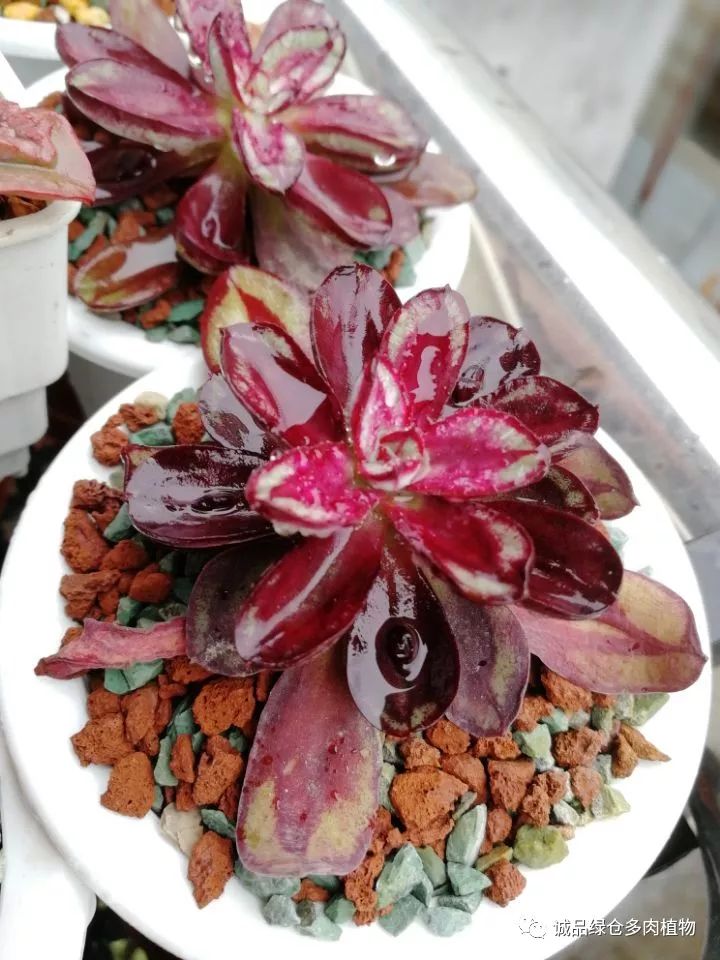 秀肉肉｜在景天的道路是越走越变态