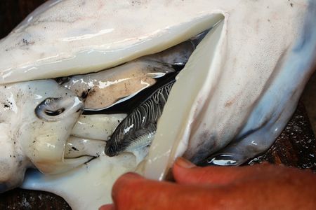 冬夜为阴中之阴之阴墨鱼养的就是身体的“血”和“阴”