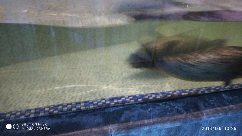 自驾游环游中国路线安徽出发,开封至安徽黄山自驾游攻略