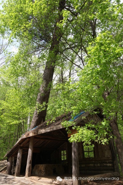 古树名木摄影作品欣赏,美丽中国评选大赛