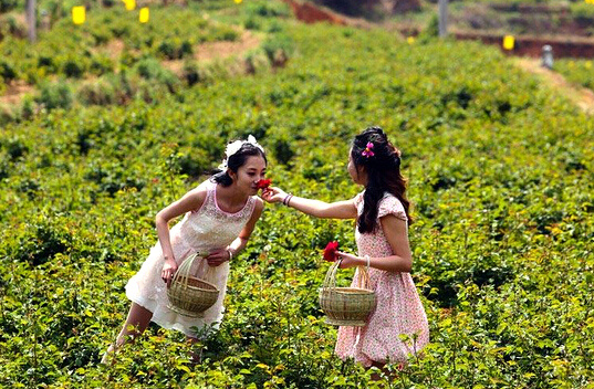 云南玫瑰基地攻略,伟大的五一