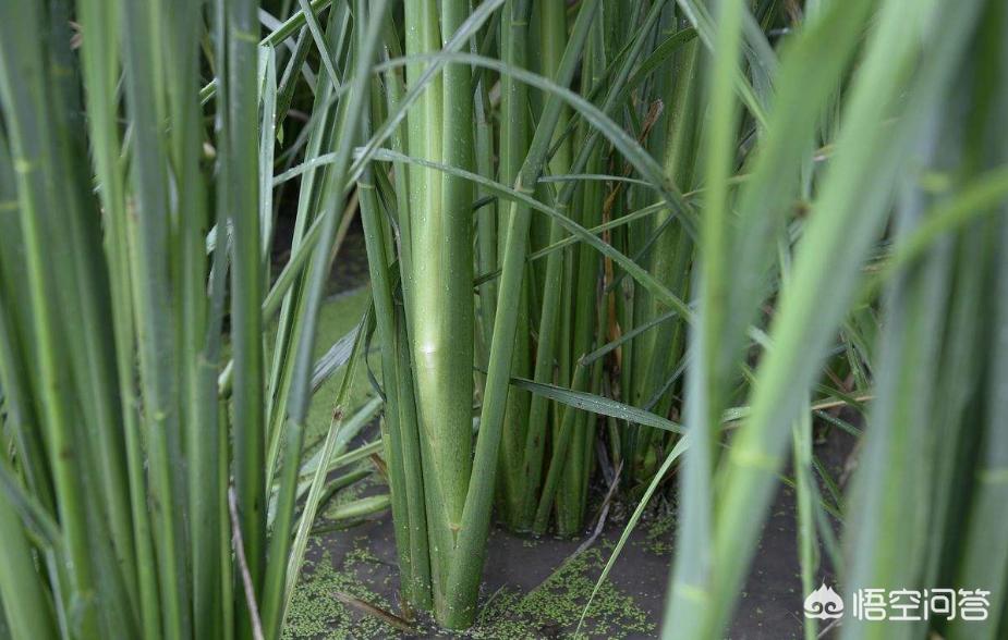 黄鳝与泥鳅能不能和草鱼一起混养,黄鳝泥鳅虾可同养殖吗